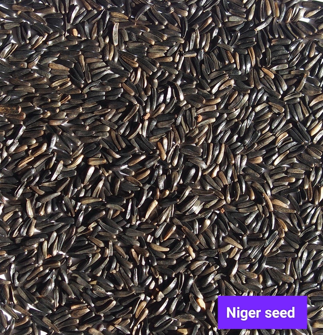 Seed